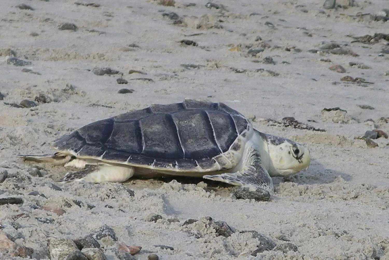 1. Kemp's Ridley Sea Turtle (By U. S. Fish and Wildlife Service - Northeast Region, Public domain)