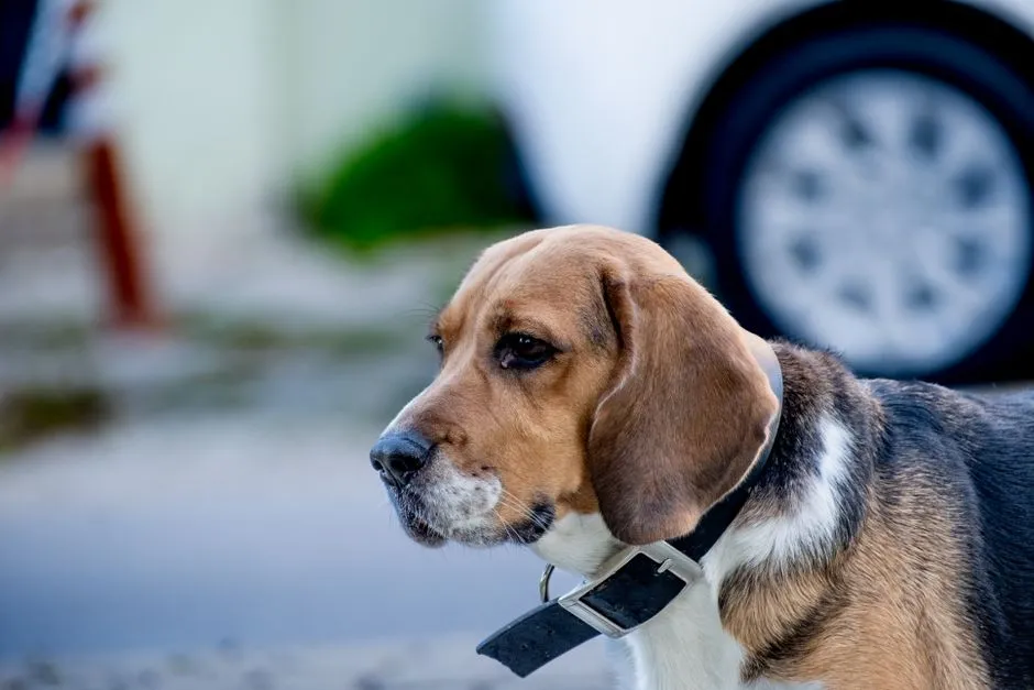 #12 - Beagles: From Research Labs to Suburban Exam Rooms (Image Credits: Pexels)