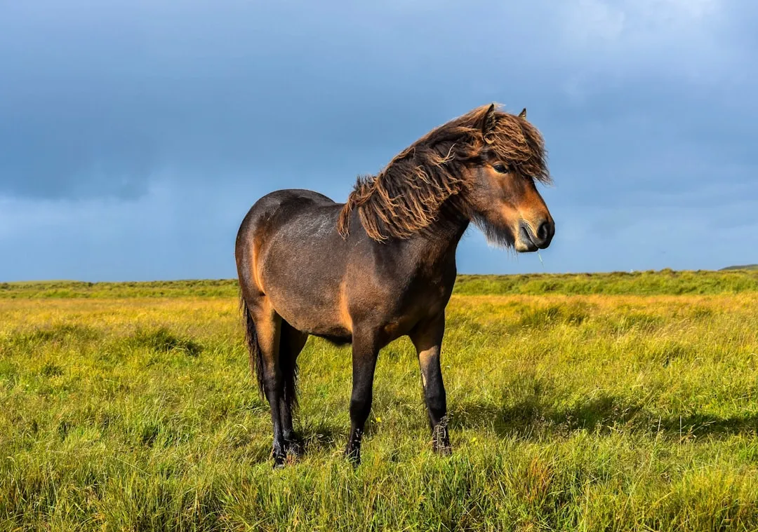 #2 - Shetland Ponies: The Metabolic Trap Nobody Warns You About (Image Credits: Unsplash)