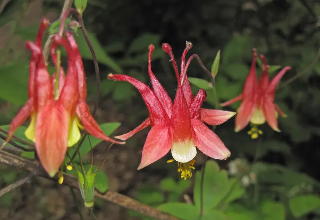 5. Eastern Columbine (Aquilegia canadensis) - Spring's First Welcome (James St. John, Flickr, CC BY 2.0)