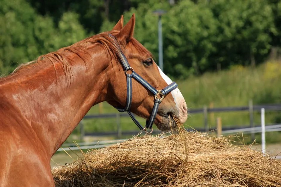 3. A Balanced Appetite and Calm Chewing (Happy) (Image Credits: Pexels)