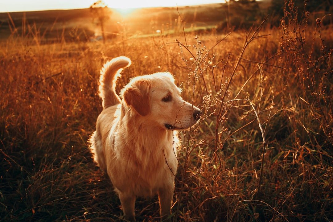 Leo: The Charismatic Farm Dog (Image Credits: Unsplash)