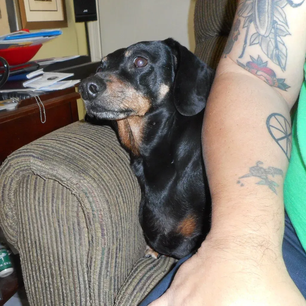 #13: House Accidents in a Trained Dog (Tobyotter, Flickr, CC BY 2.0)