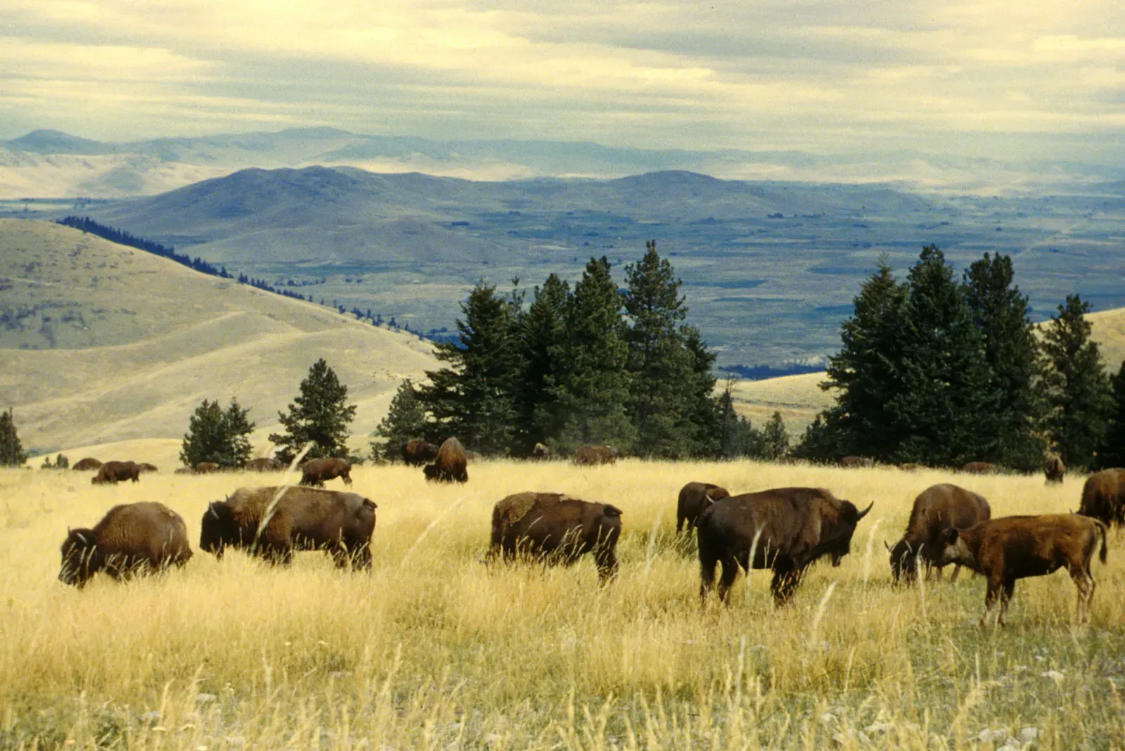 Bison Populations Grow in Unexpected Ways (Image Credits: Wikimedia)