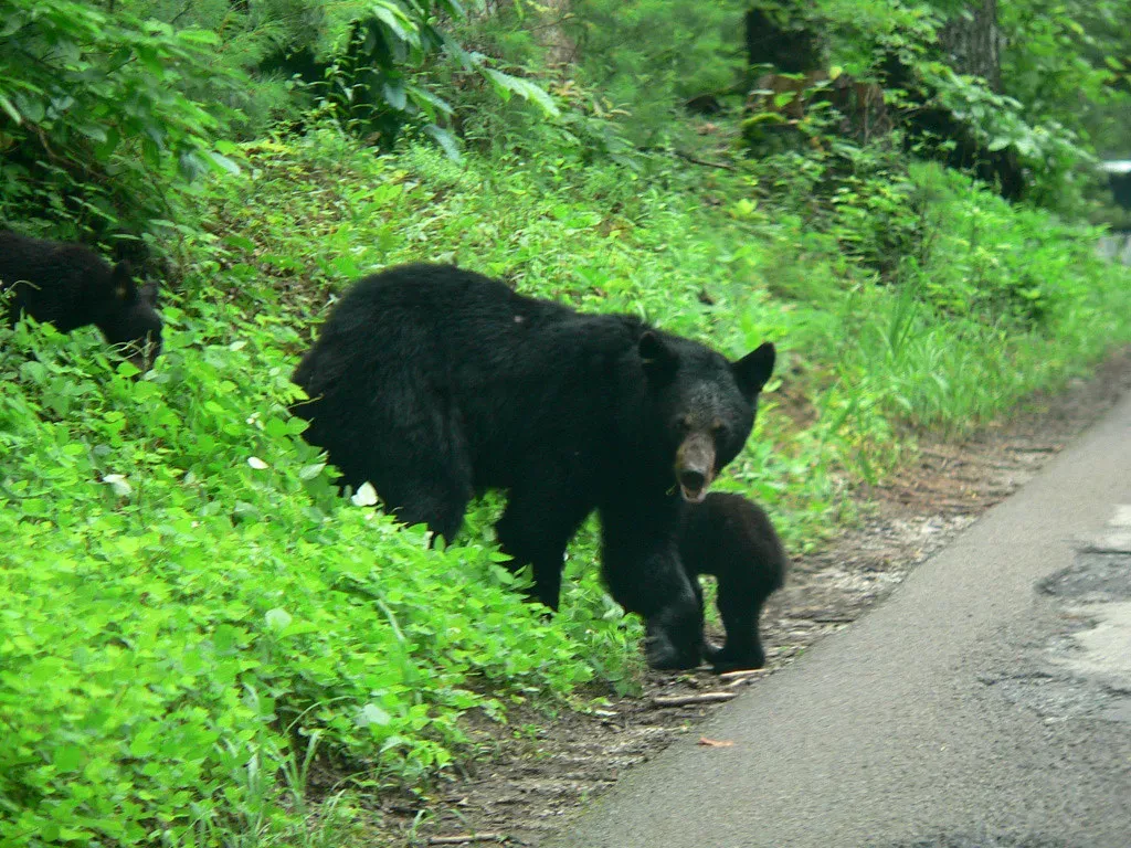 Great Smoky Mountains, Tennessee and North Carolina &ndash; Black Bear Kingdom (Image Credits: Flickr)