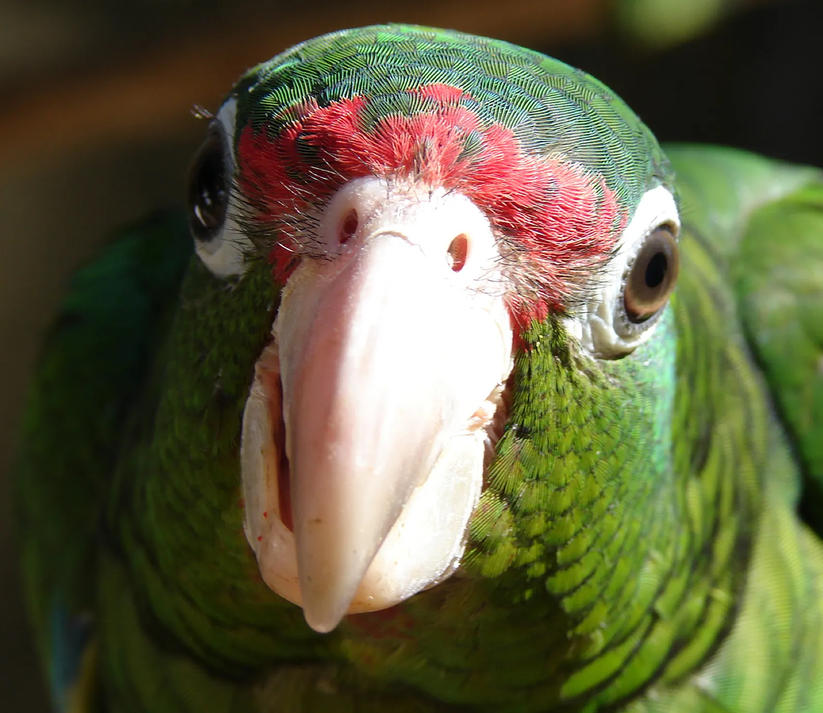 Conclusion: We Have Been Underestimating Parrots, and That Is On Us (By P Torres, Public domain)
