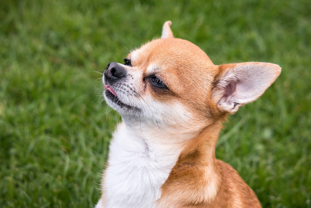 #1 Chihuahua (Image Credits: Rawpixel)