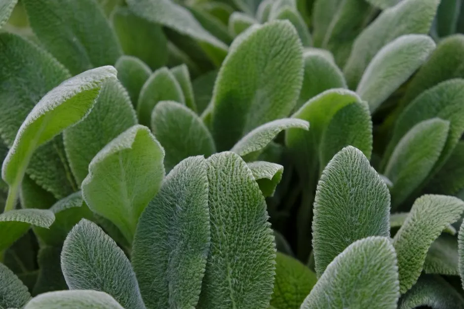 Lamb&rsquo;s Ear: A Texture Deer Just Can&rsquo;t Stand (Image Credits: Pexels)
