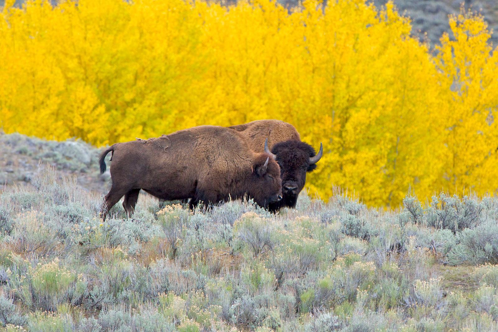 Oklahoma's Conservation Success (Image Credits: Wikimedia)