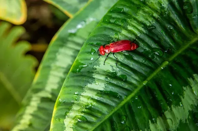The Tropics Are Not the Safe Haven We Assumed (Image Credits: Pexels)