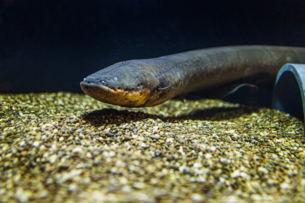 Electric Fish Integrate Electroreception With Other Senses (Image Credits: Rawpixel)