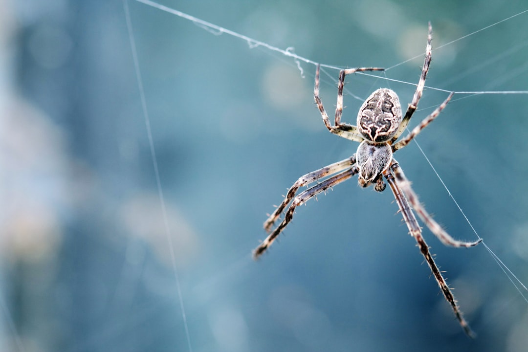 Insects Detect Electromagnetic and Chemical Changes Through Specialized Organs (Image Credits: Unsplash)
