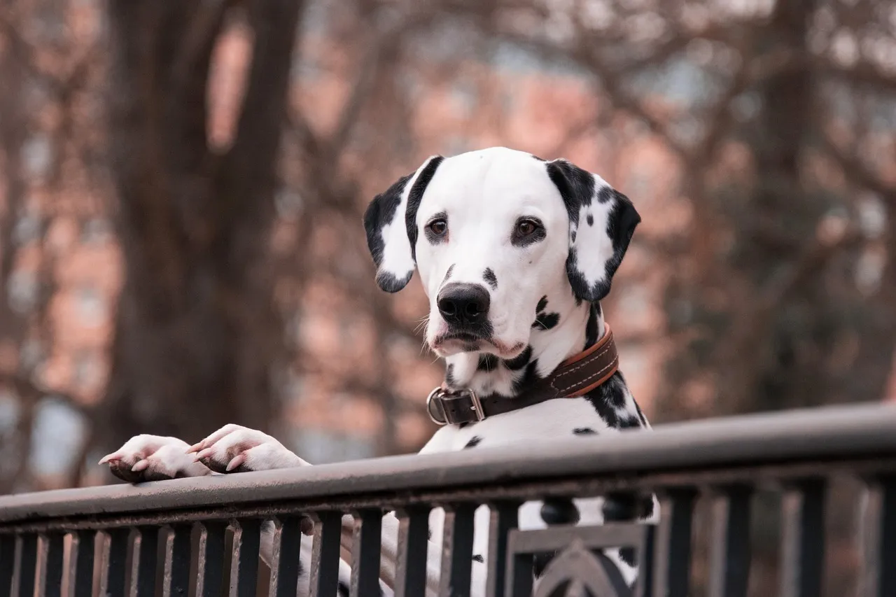 #24 Dalmatian – From Spotted Novelty To High-Energy Lifelong Project (Image Credits: Pixabay)
