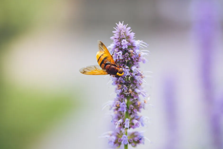 4 - Anise Hyssop (Agastache foeniculum) (Image Credits: Pexels)