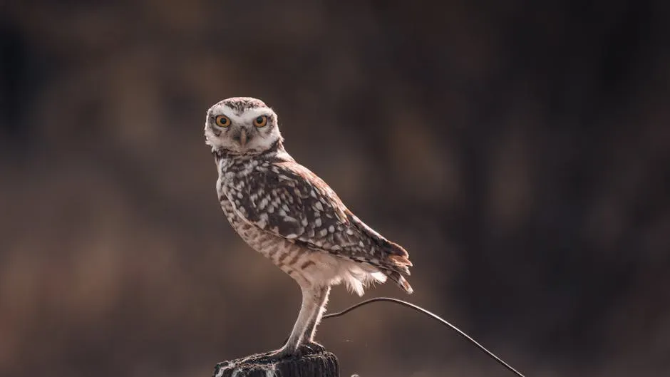The Owl: Keeper of Hidden Truth (Image Credits: Pexels)