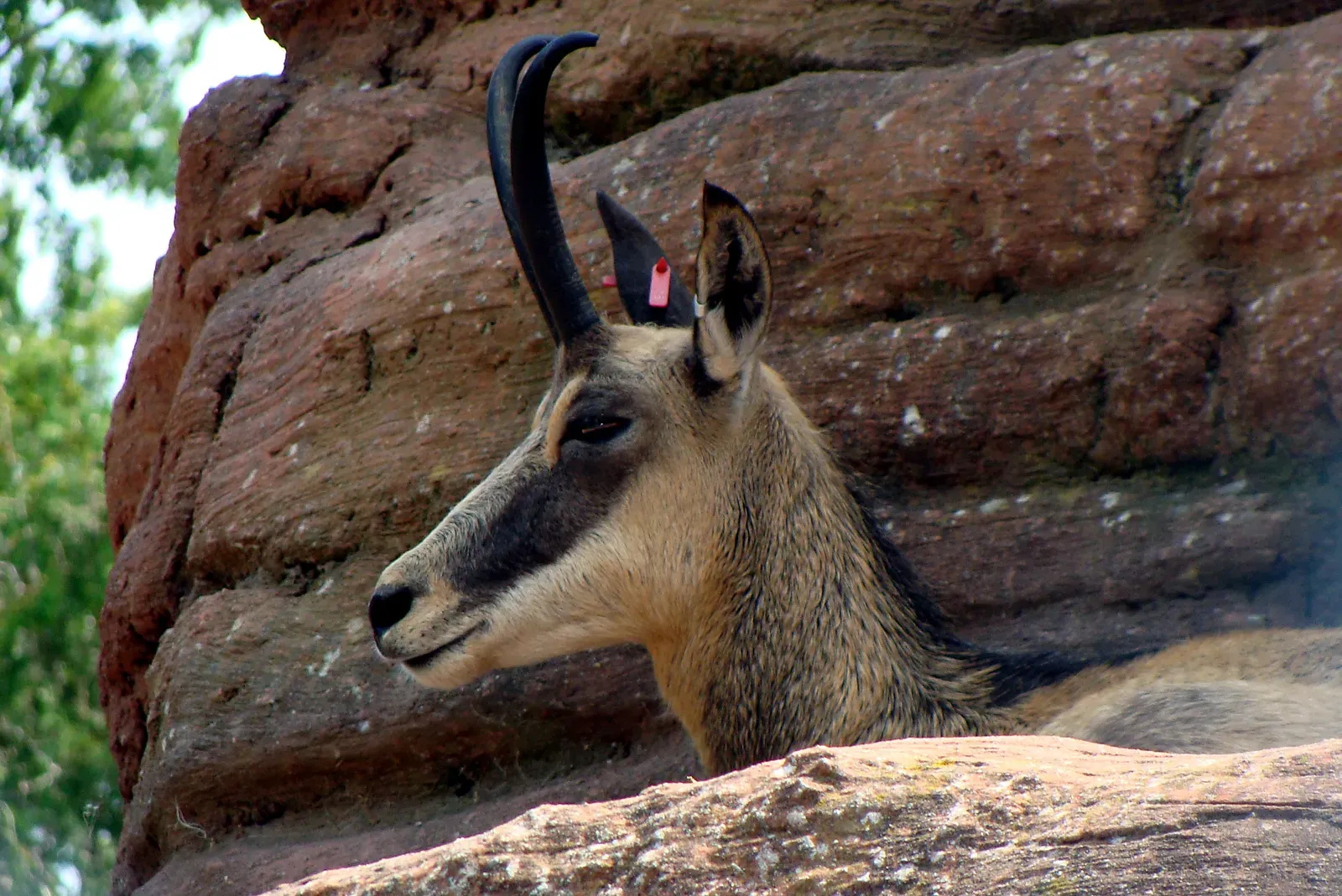 Libra: The Chamois (Image Credits: Wikimedia)