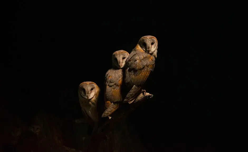 #1. Nocturnal Migration and the Stars They Follow (Image Credits: Pexels)