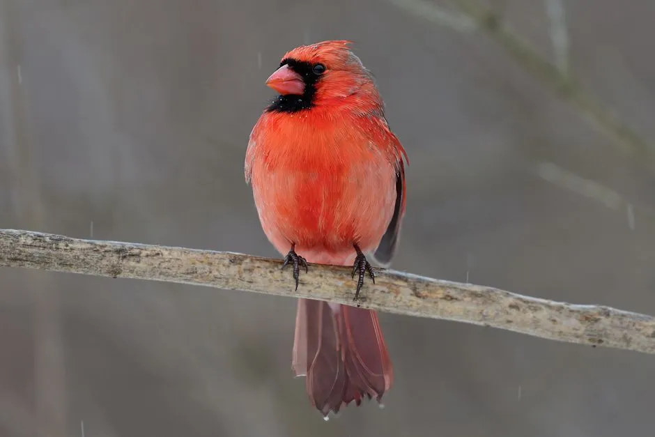 Why cardinals specifically, and why so often the males (Image Credits: Pexels)