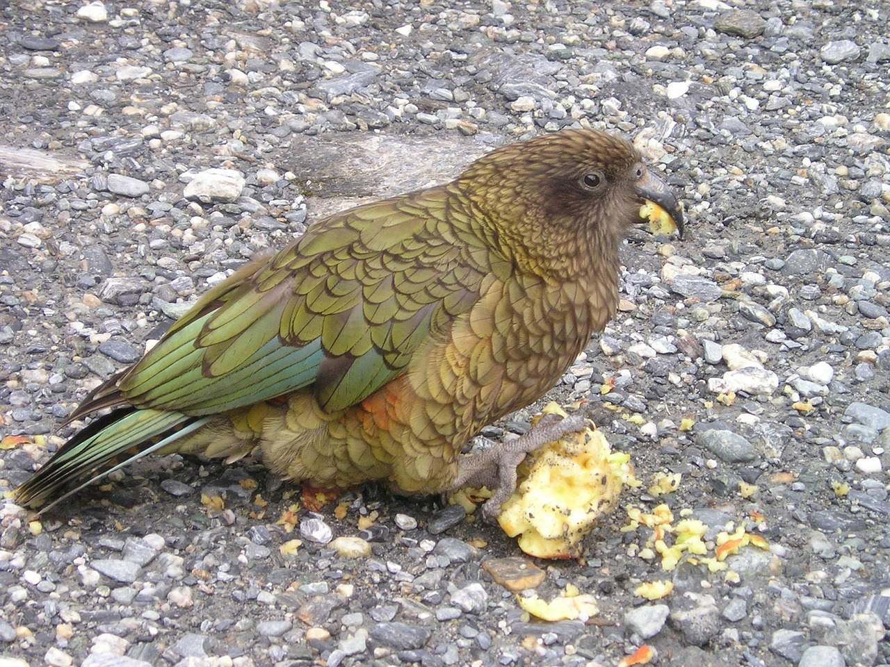 4. Kea: The Playful Problem-Solver (Image Credits: Pixabay)