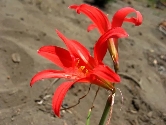 #2. The Atacama's Añañuca (Rhodophiala Flowering Desert) (pabloendemico, Flickr, CC BY 2.0)