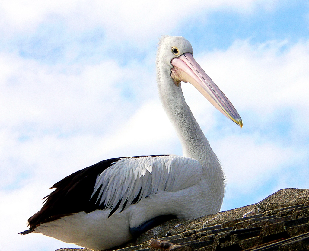 Wood Stork (Image Credits: Rawpixel)