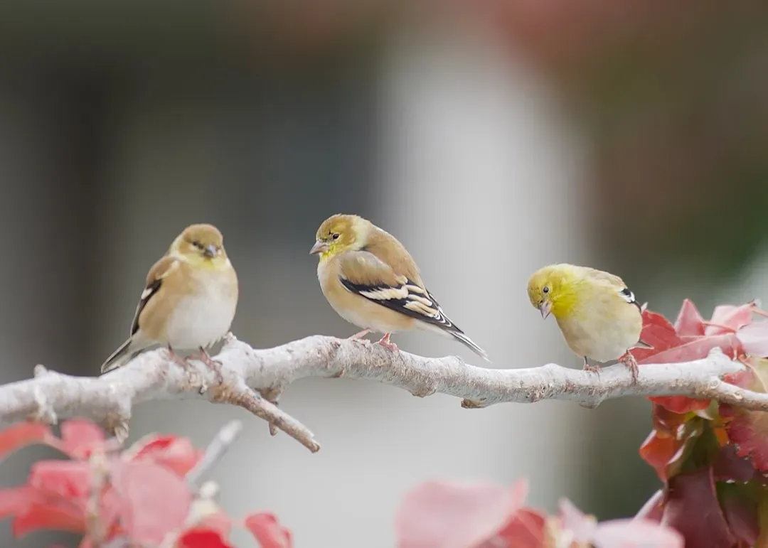 #6 - Goldfinches Are Natural Wanderers With No Feeder Loyalty (Image Credits: Unsplash)