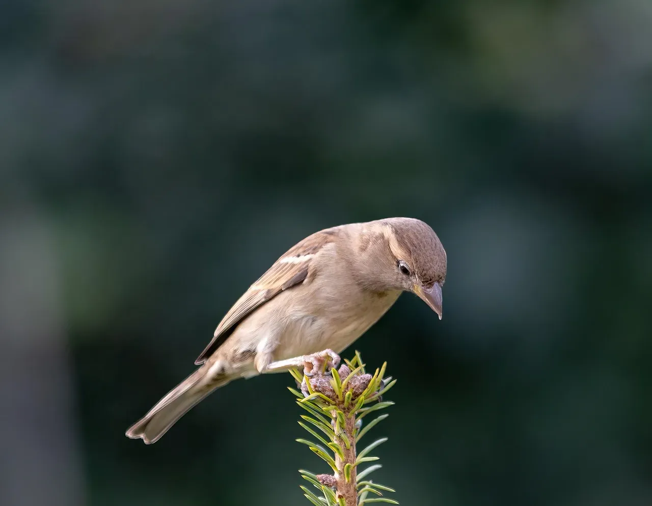 Saltmarsh Sparrow: A Race Against the Tide (Image Credits: Pixabay)