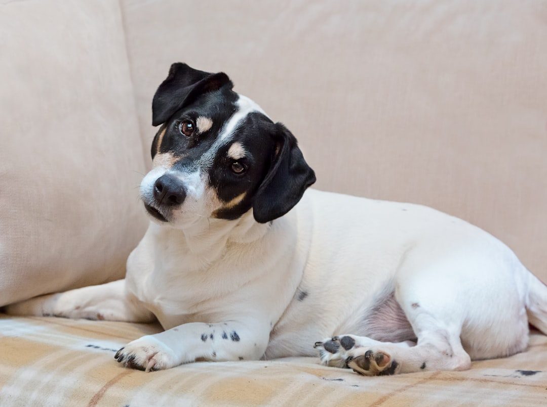 Head Tilting Shows Confusion, Not Just Cuteness (Image Credits: Unsplash)