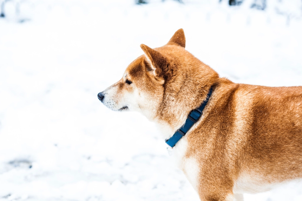 #13. Shiba Inu (Image Credits: Rawpixel)