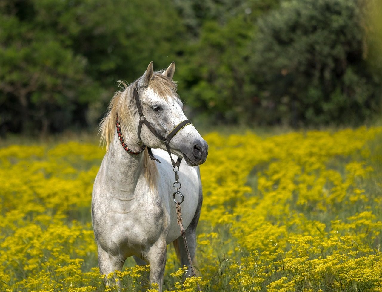 Misunderstanding Natural Feeding Patterns (Image Credits: Pixabay)