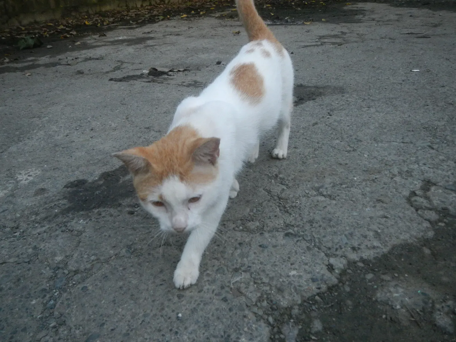 Following You Around: Your Furry Little Shadow (Image Credits: Wikimedia)