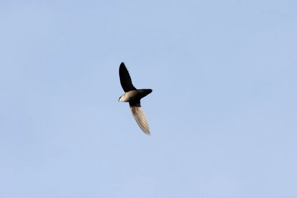 #19 - Chimney Swift: Vanishing from the Summer Sky (Dominic Sherony, Flickr, CC BY-SA 2.0)