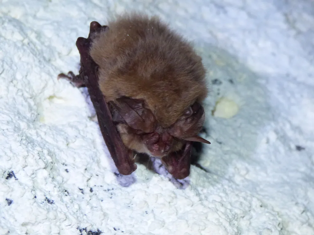 #11 - Little Brown Bat (BLM Oregon & Washington, Flickr, CC BY 2.0)