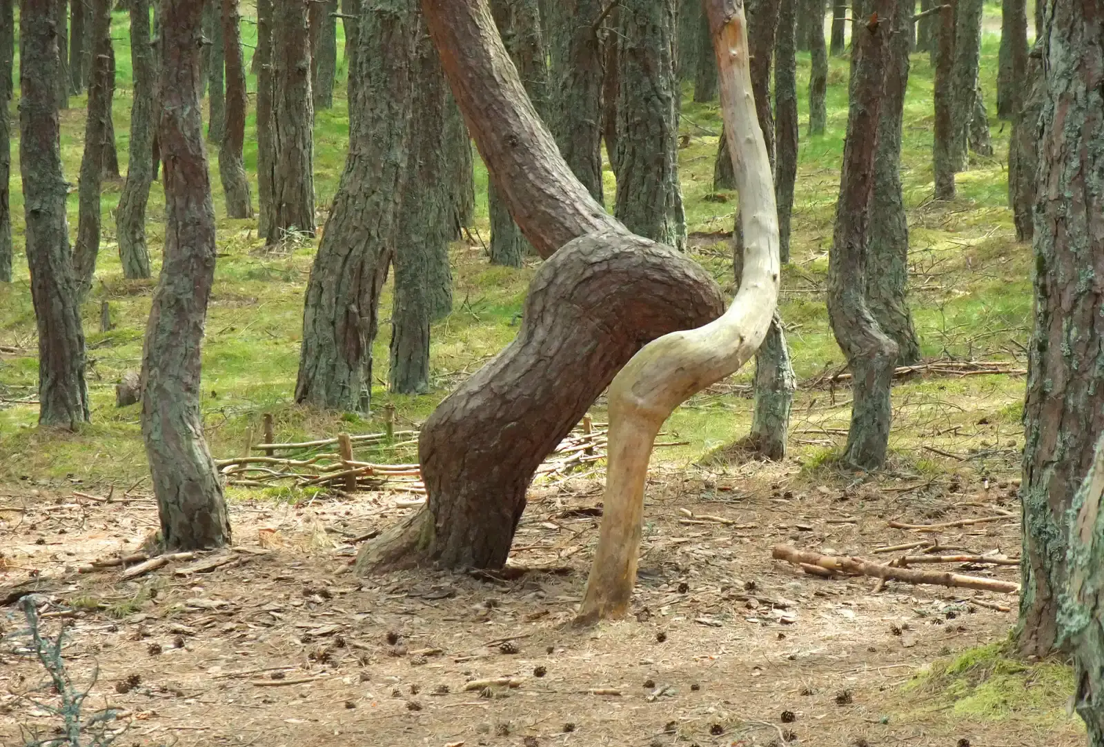 Dancing Forest, Russia (Image Credits: Wikimedia)
