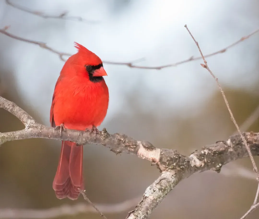 Conclusion: Nature's Greatest Performers (Image Credits: Unsplash)
