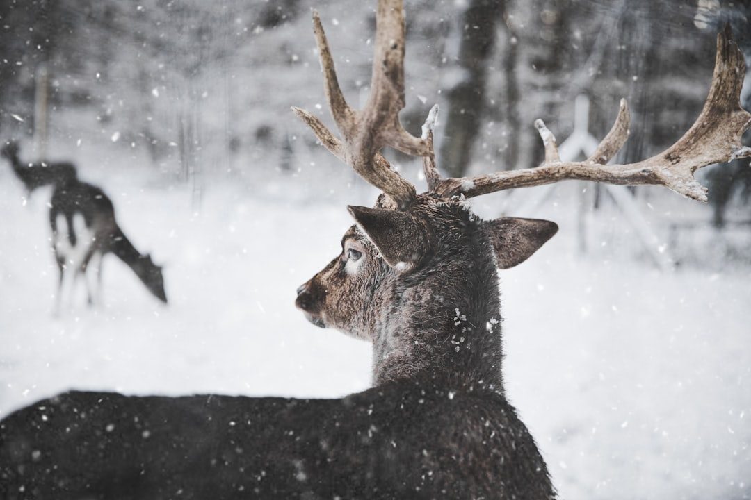 Why Animals Know When to Tell Winter Stories (Image Credits: Unsplash)