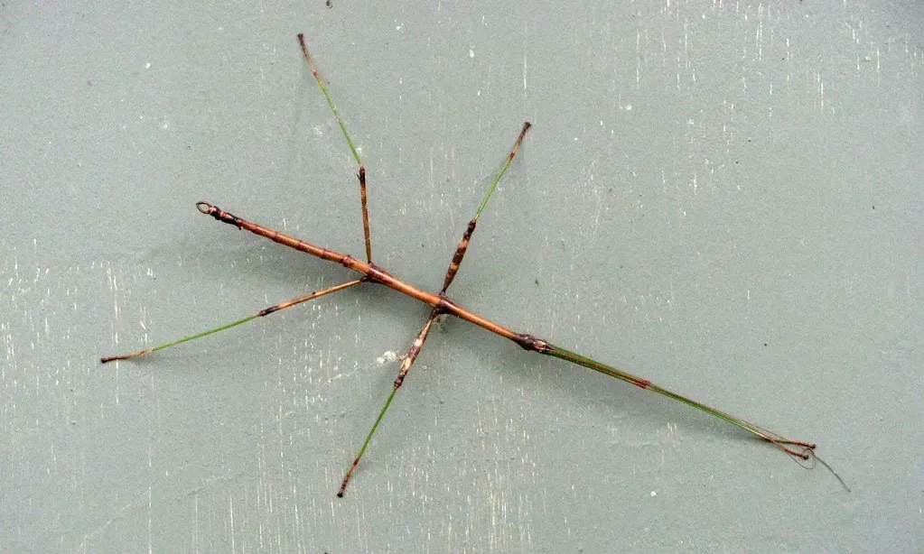 Walking Stick Insects Master the Art of Standing Still (Image Credits: Flickr)