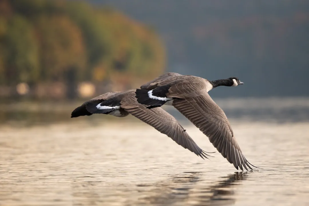 Engaging in Mating Displays or Social Rituals (Image Credits: Unsplash)