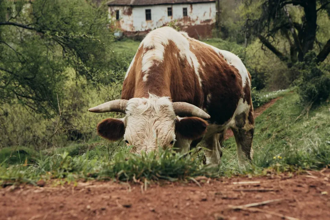Introduction (Image Credits: Unsplash)