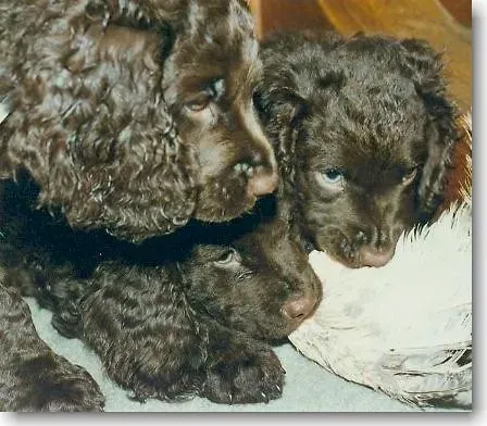 Health, Care, and What Owners Should Know (Noma's American Water Spaniels, Flickr, CC BY 2.0)