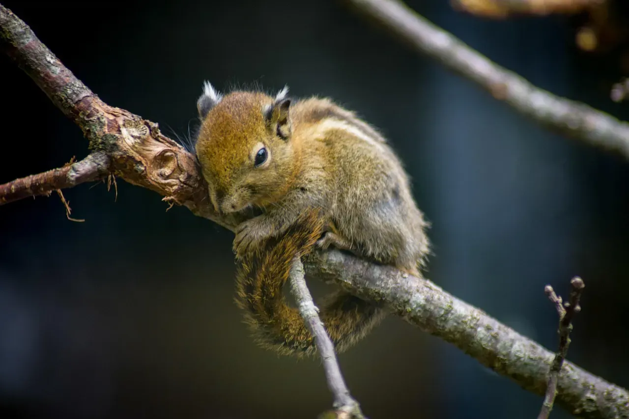 #5: Chipmunks Don't Truly Hibernate - They Do Something Stranger (Image Credits: Pixabay)