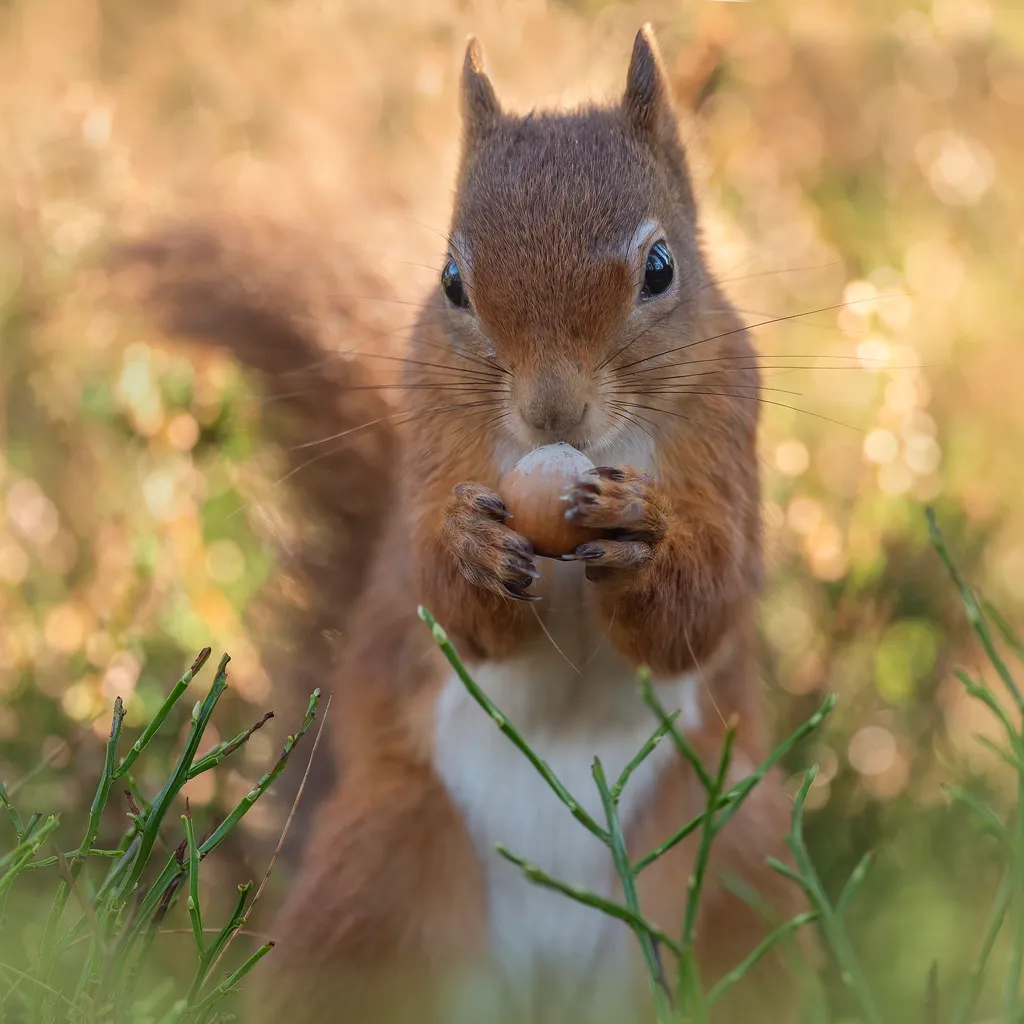 #5. Fighting back against a competitor's sense of smell (cazalegg, Flickr, CC BY 2.0)