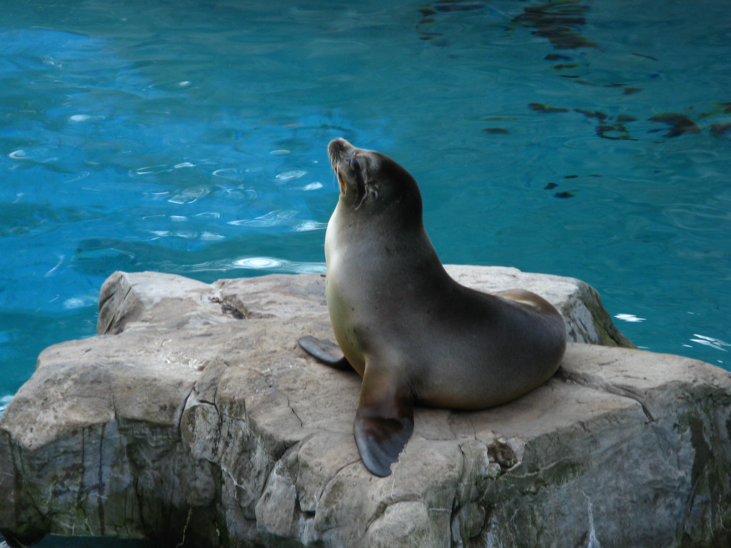 When Seals Become Dangerous to Humans in Water (Image Credits: Flickr)