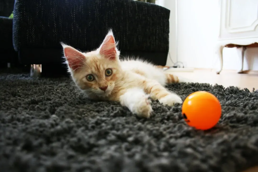 Underestimating Their Need for Play and Mental Stimulation (Image Credits: Unsplash)