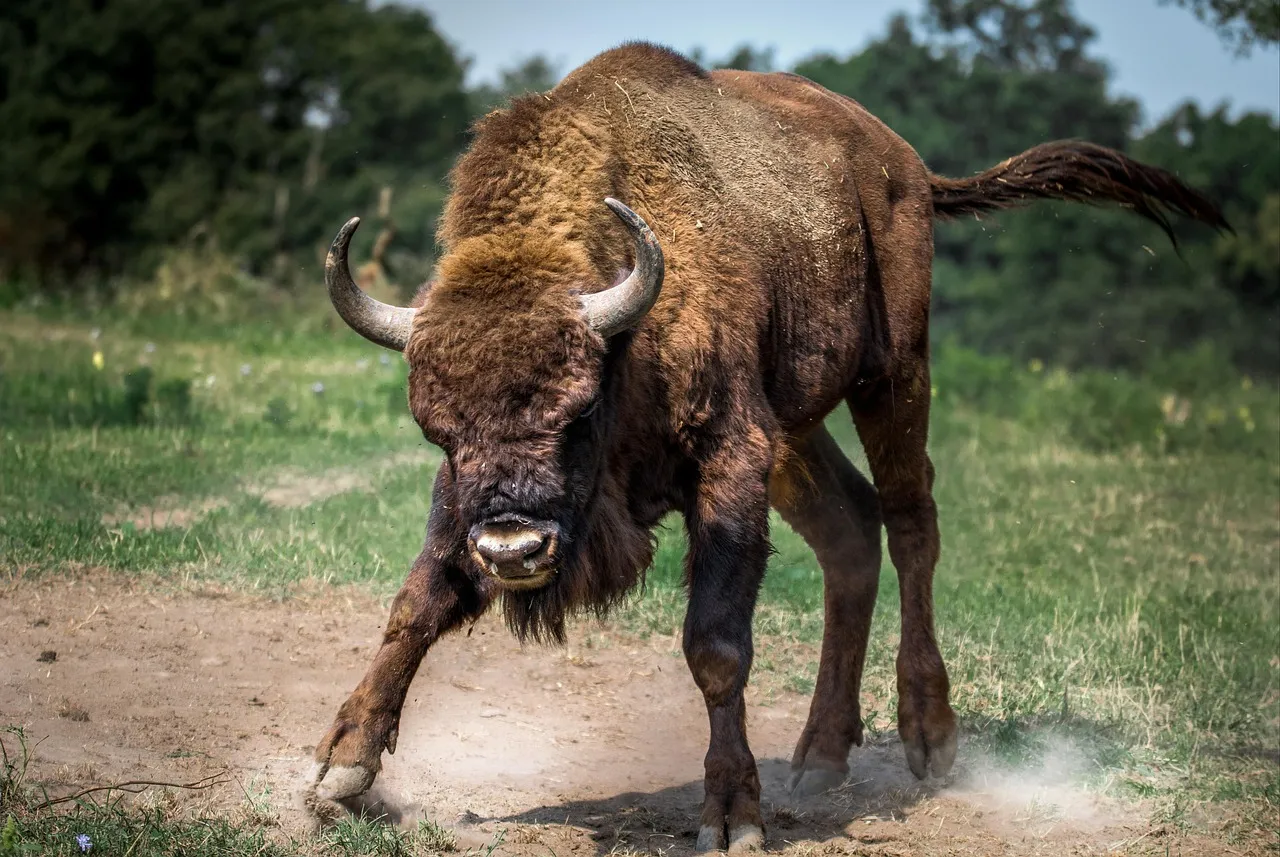 #4 - Pawing the Ground and Swinging Its Head (Image Credits: Pixabay)