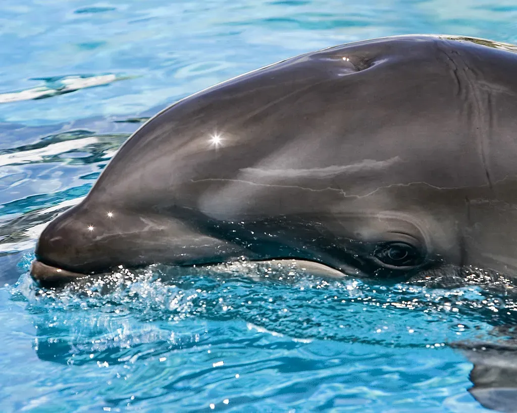Gemini: The Quick-Witted Dolphin (Image Credits: Flickr)