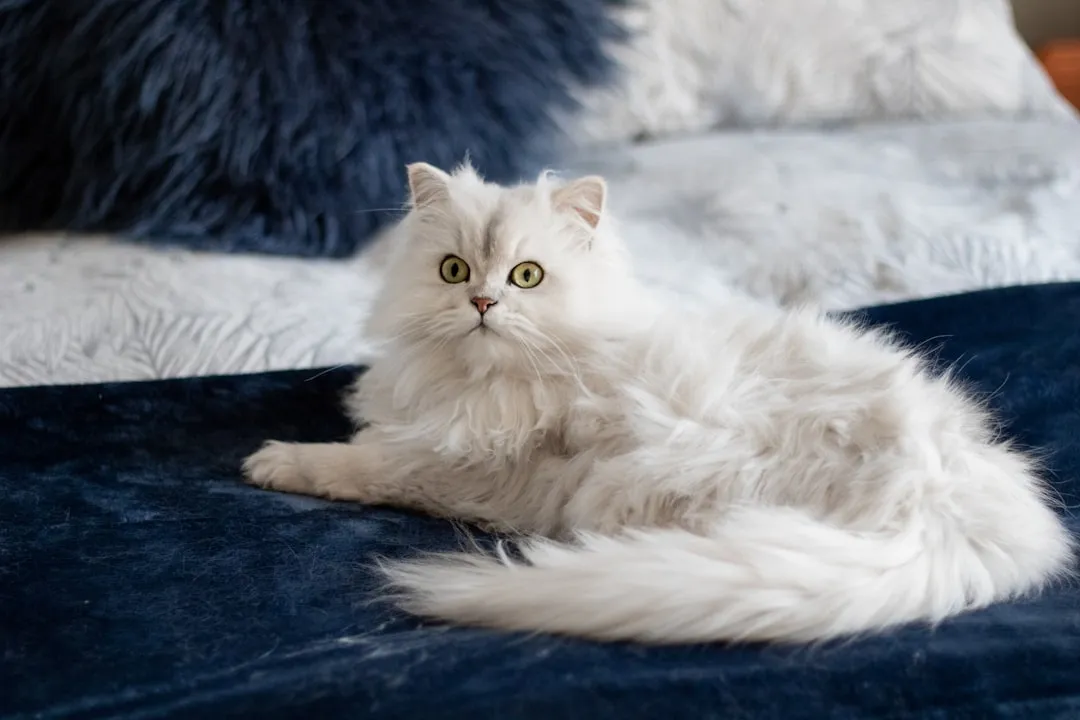 #7 - Persian: The Original Living Room Statue (Image Credits: Unsplash)