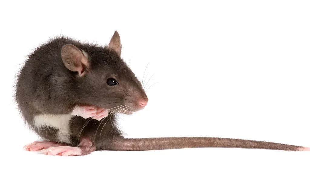 Rodents and Other Unwelcome Wildlife (Image Credits: Flickr)