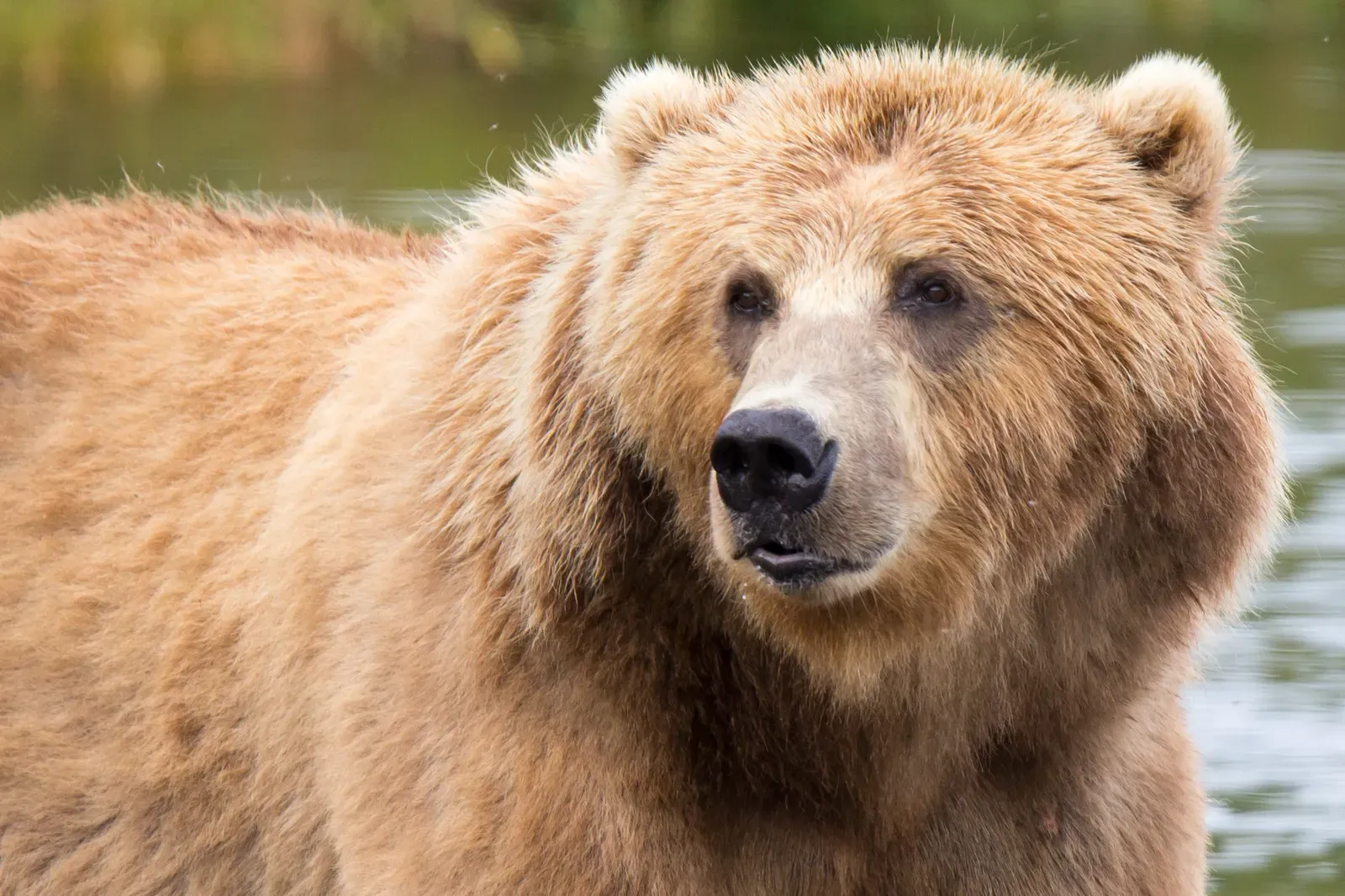 Conclusion: The Bear That Holds a Whole World Together (This image originates from the National Digital Library of the United States Fish and Wildlife Service at this page
This tag does not indicate the copyright status of the attached work. A normal copyright tag is still required. See Commons:Licensing.See Category:Images from the United States Fish and Wildlife Service., Public domain)