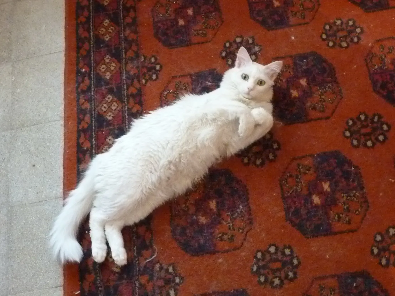 #14 - Soft, Grippy Flooring Under Their Feet (Cat on Rug, CC BY 2.0)